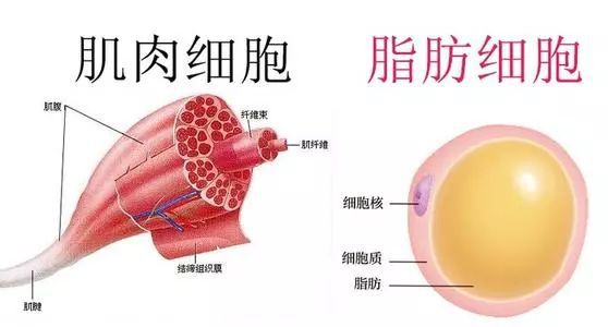 14个老司机才知道的健身伪知识这些真相你必须知道!(图2) 14个老司机才知道的健身伪知识这些真相你必须知道!(图2)